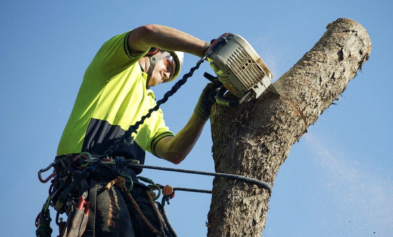Hazardous tree removal by certified arborist with safety equipment