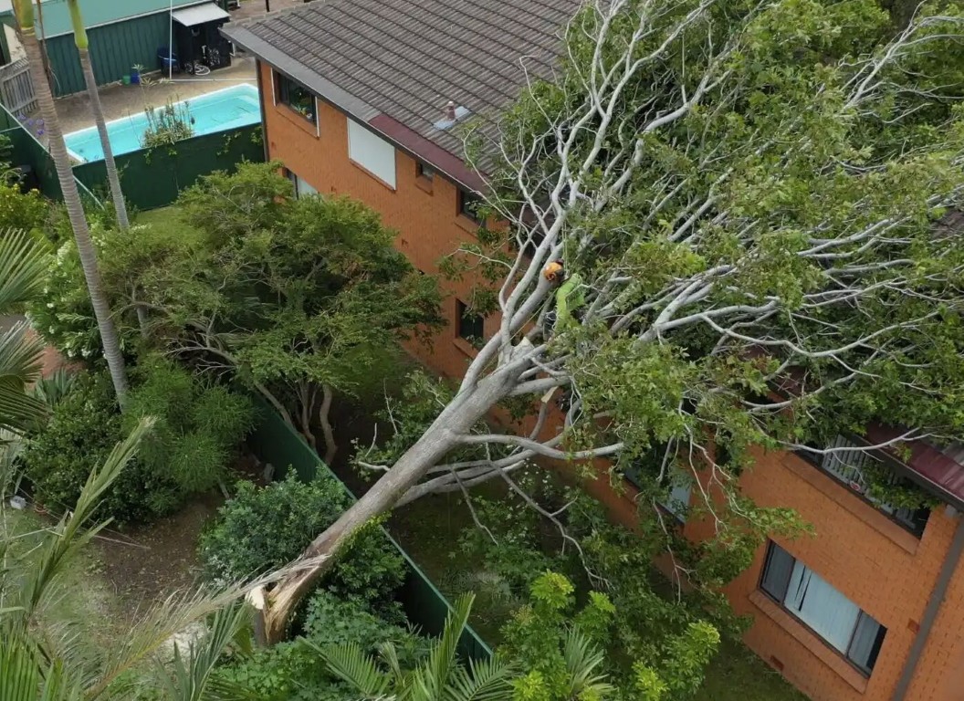 Emergency tree removal service for storm-damaged trees in Camarillo